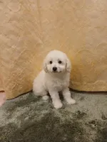 ***Charlie***, a male Poodle - Toy  for sale in Covington, GA – Photo 5 of 6