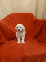 ***Tucker***, a male Poodle - Toy  for sale in Covington, GA – Photo 3 of 4