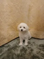 ***Charlie***, a male Poodle - Toy  for sale in Covington, GA – Photo 3 of 6