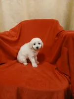 *****Kane*****, a male Poodle - Toy  for sale in Covington, GA – Photo 5 of 6