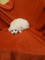 *****Kane*****, a male Poodle - Toy  for sale in Covington, GA – Photo 6 of 6