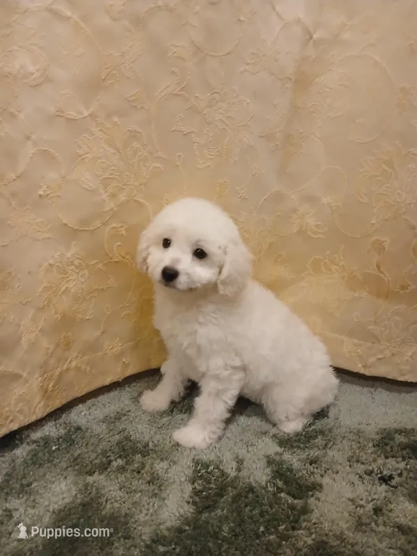 ***Charlie*** – Poodle - Toy  puppy for sale in Covington, GA