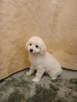 ***Charlie***, a male Poodle - Toy  for sale in Covington, GA – Photo 1 of 6