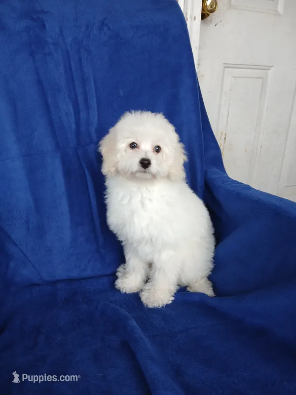**Benji** – Poodle - Toy  puppy for sale in Covington, GA