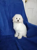 **Benji**, a male Poodle - Toy  for sale in Covington, GA – 1 of 7
