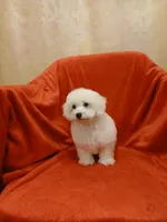 ***Rex***, a male Poodle - Toy  for sale in Covington, GA – Photo 3 of 5