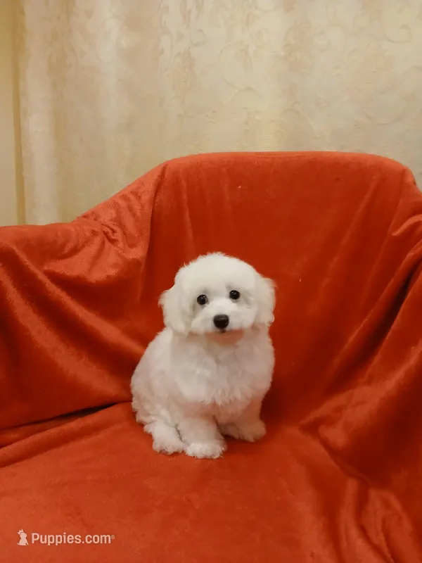 ***Rex*** – Poodle - Toy  puppy for sale in Covington, GA