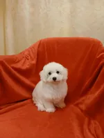 ***Rex***, a male Poodle - Toy  for sale in Covington, GA – Photo 1 of 5