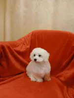 ***Rex***, a male Poodle - Toy  for sale in Covington, GA – Photo 2 of 5