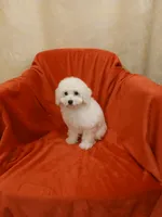**Snowball**, a male Poodle - Toy  for sale in Covington, GA – 6 of 7