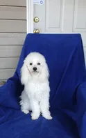 **Snowball **, a male Poodle - Toy  for sale in Covington, GA – 2 of 4