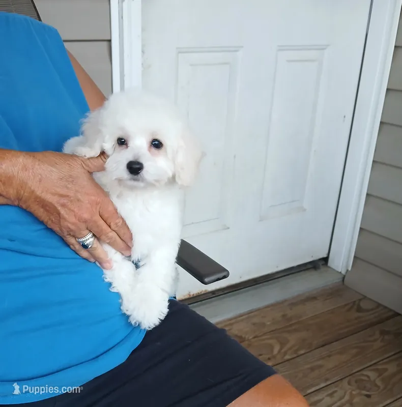**Romeo** – Poodle - Toy  puppy for sale in Covington, GA