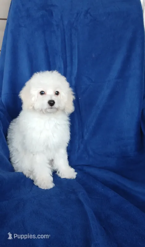 **Benji** – Poodle - Toy  puppy for sale in Covington, GA