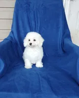 **Zach**, a male Poodle - Toy  for sale in Covington, GA – 6 of 7