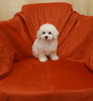 **Penny **, a female Poodle - Toy  for sale in Covington, GA – 3 of 5