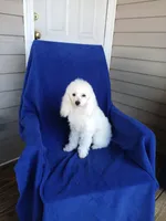 **Snowball **, a male Poodle - Toy  for sale in Covington, GA – 4 of 4