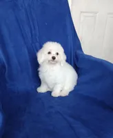 **Zach**, a male Poodle - Toy  for sale in Covington, GA – 2 of 7
