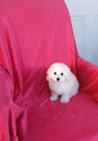 *Penny*Deposit, a female Poodle - Toy  for sale in Covington, GA – 2 of 5