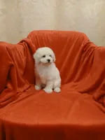 **Tucker**, a male Poodle - Toy  for sale in Covington, GA – 2 of 5