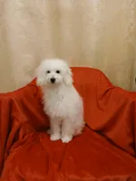 ***Snowball***, a male Poodle - Toy  for sale in Covington, GA – 2 of 4