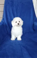 **Zach**, a male Poodle - Toy  for sale in Covington, GA – 1 of 7