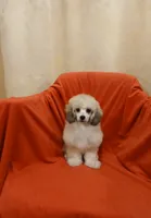 ****Cooper****, a male Poodle - Toy  for sale in Covington, GA – 4 of 5