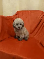 ****Puppy #3****, a male Poodle - Toy  for sale in Covington, GA – 3 of 5