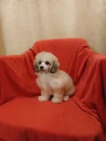 ****Cooper****, a male Poodle - Toy  for sale in Covington, GA – 2 of 5