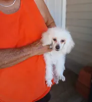 ***Rascal***, a male Poodle - Toy  for sale in Covington, GA – 5 of 5