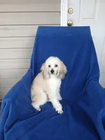 ** Cooper**, a male Poodle - Toy  for sale in Covington, GA – 5 of 5