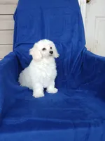 **Tucker**, a male Poodle - Toy  for sale in Covington, GA – 8 of 9