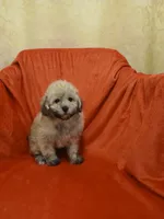 ****Puppy #3****, a male Poodle - Toy  for sale in Covington, GA – 5 of 5