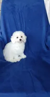 **Zach**, a male Poodle - Toy  for sale in Covington, GA – 7 of 7