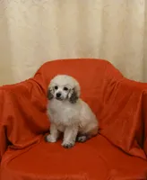 ****Romeo****, a male Poodle - Toy  for sale in Covington, GA – 2 of 5