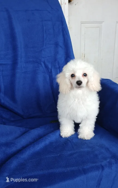 **Tucker** – Poodle - Toy  puppy for sale in Covington, GA