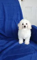 **Tucker**, a male Poodle - Toy  for sale in Covington, GA – 1 of 9