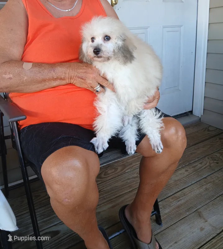 **Roscoe** – Poodle - Toy  puppy for sale in Covington, GA