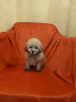 ****Puppy #3****, a male Poodle - Toy  for sale in Covington, GA – 2 of 5