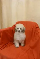 ****Roscoe****, a male Poodle - Toy  for sale in Covington, GA – 4 of 5