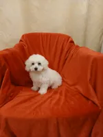 **Romeo**, a male Poodle - Toy  for sale in Covington, GA – 6 of 6