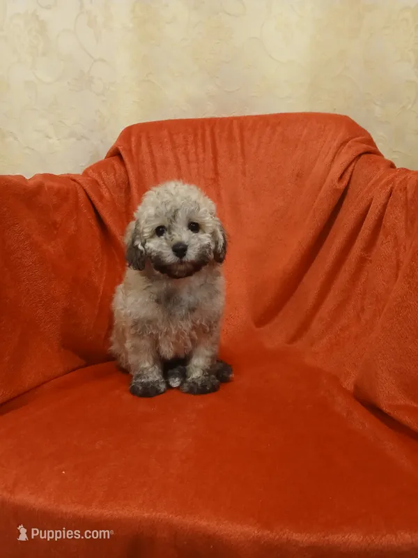 ****Puppy #3**** – Poodle - Toy  puppy for sale in Covington, GA