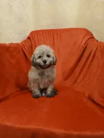 ****Puppy #3****, a male Poodle - Toy  for sale in Covington, GA – 1 of 5