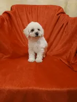 ***Puppy #1***, a male Poodle - Toy  for sale in Covington, GA – 2 of 5