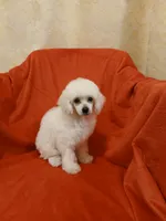 ***River***, a male Poodle - Toy  for sale in Covington, GA – 2 of 5