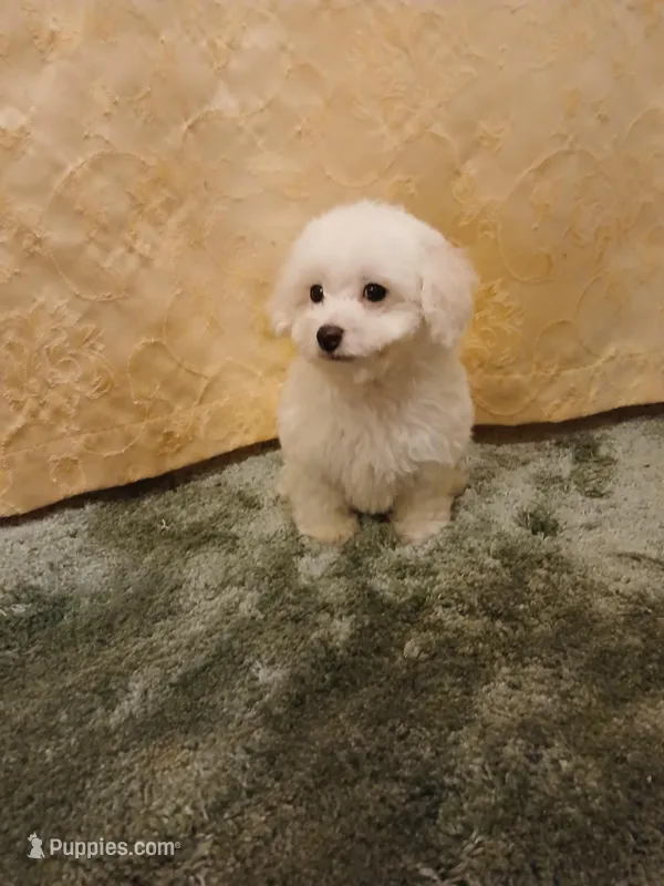 ***Rocky*** – Poodle - Toy  puppy for sale in Covington, GA