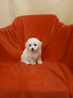 ****Milo*****, a male Poodle - Toy  for sale in Covington, GA – Photo 4 of 5