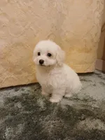 ***Rocky***, a male Poodle - Toy  for sale in Covington, GA – Photo 2 of 5