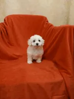 ****Milo*****, a male Poodle - Toy  for sale in Covington, GA – Photo 2 of 5