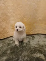 ***Rocky***, a male Poodle - Toy  for sale in Covington, GA – Photo 3 of 5