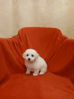 ****Milo*****, a male Poodle - Toy  for sale in Covington, GA – Photo 3 of 5